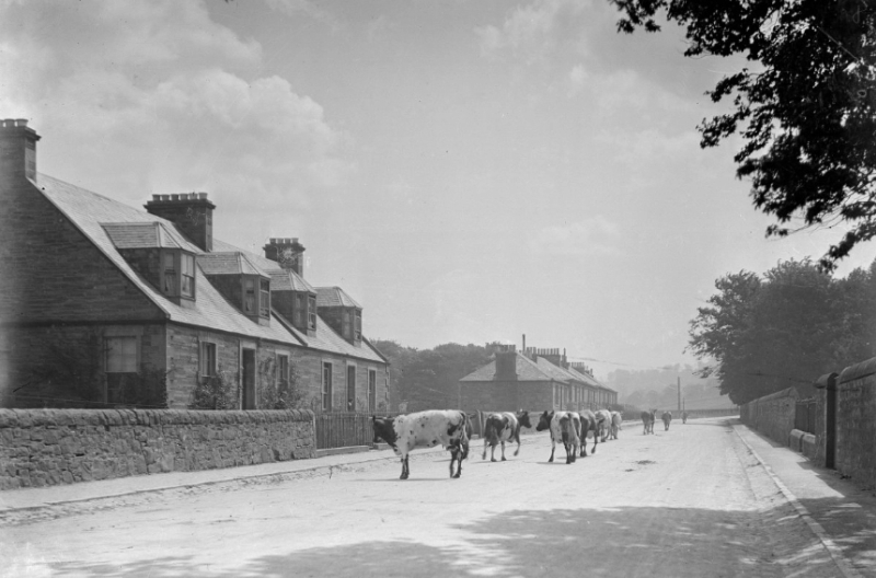 Cows being herded down a rural street in sunshine